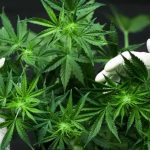 Pengungkapan Modus Baru Jual Beli Ganja Lewat Instagram