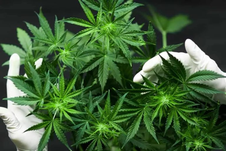 Pengungkapan Modus Baru Jual Beli Ganja Lewat Instagram